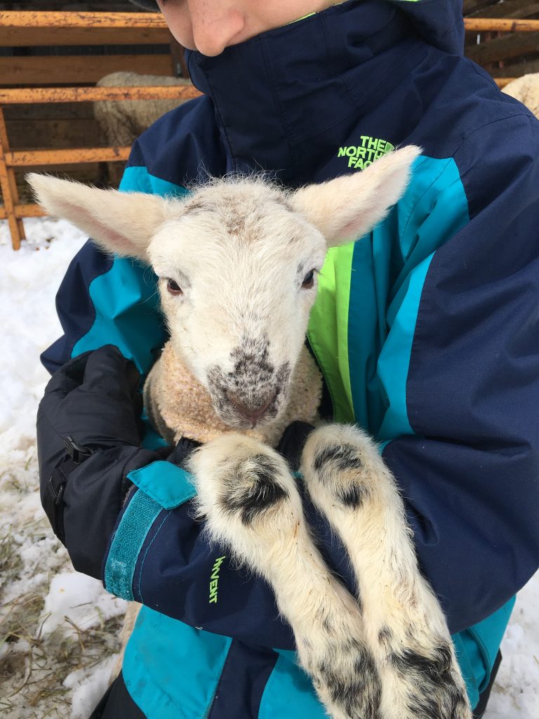 boy holding newborn white cheviot suffolk lamb with spotted nose