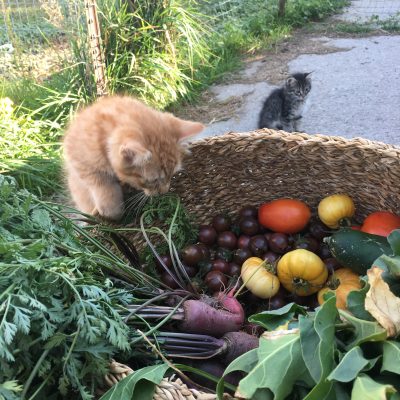 garden vegetables in a basket with kittens looking