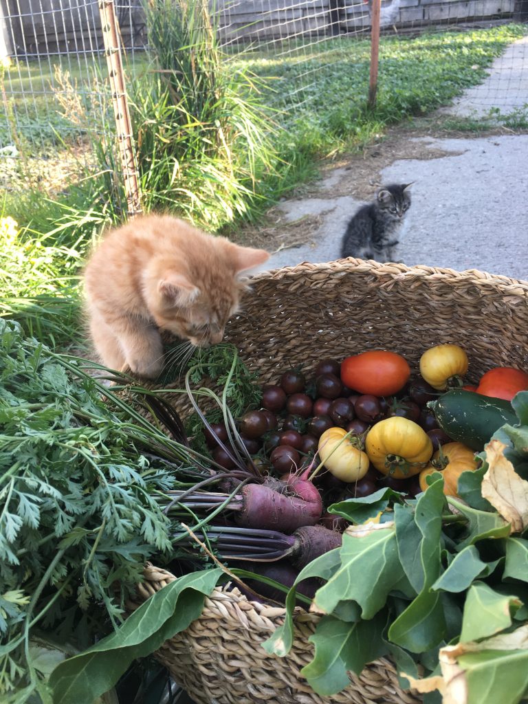 garden vegetables in a basket with kittens looking
