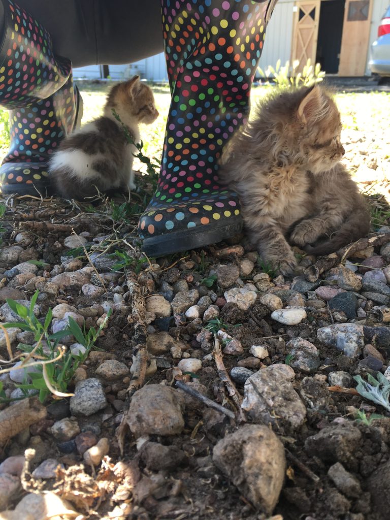 two kittens sitting by polka-dotted rain boots