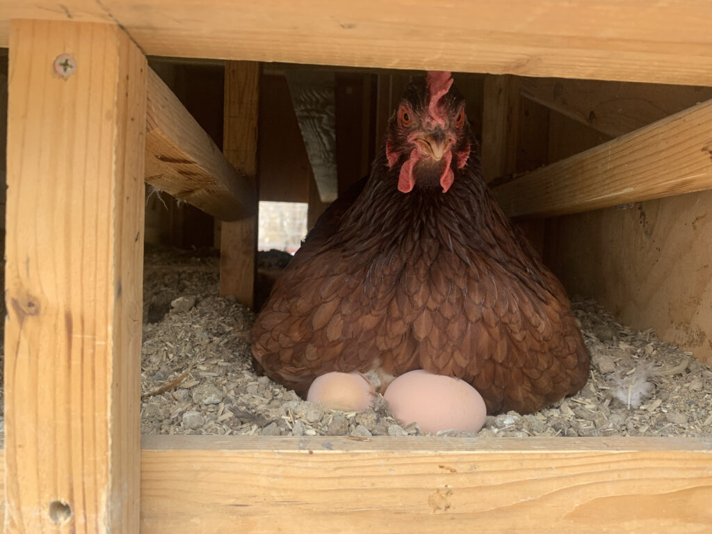 rhode island red chicken hen sitting on brown eggs in chicken coop hen house
