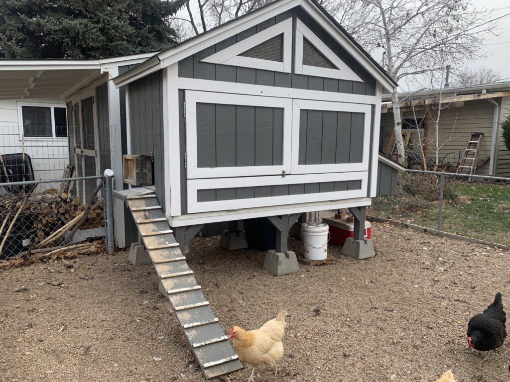 gray and white chicken coop with doors closed on concrete blocks with ramp with one yellow chicken and one black chicken