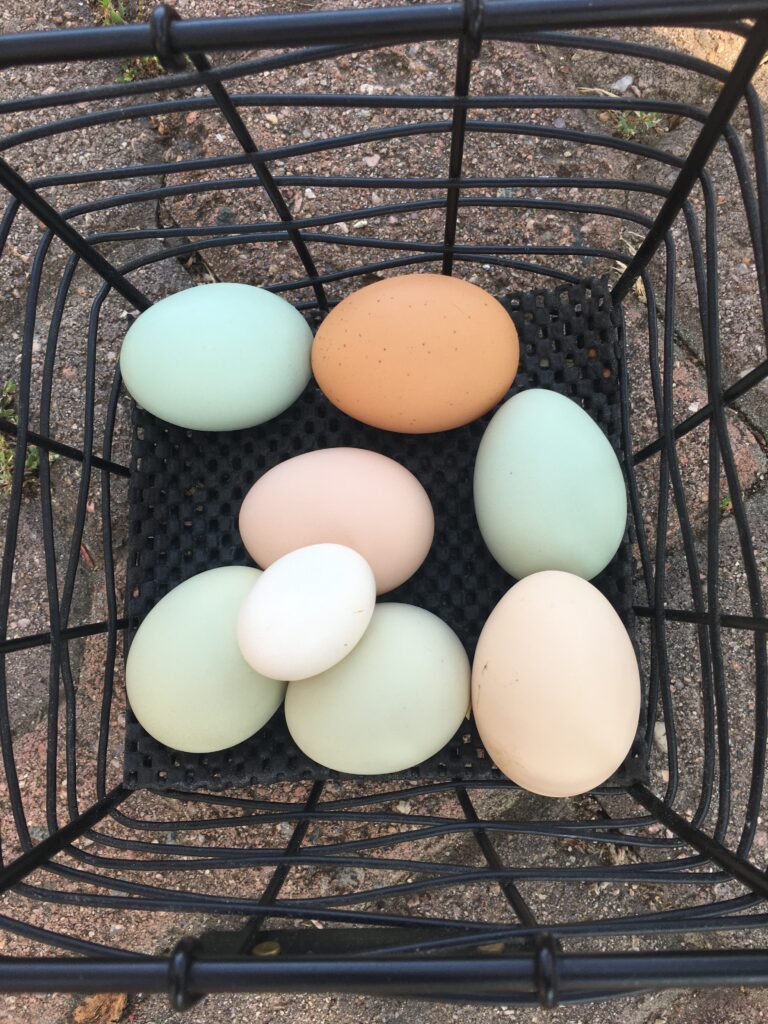 brown, green, and white eggs in a metal egg basket