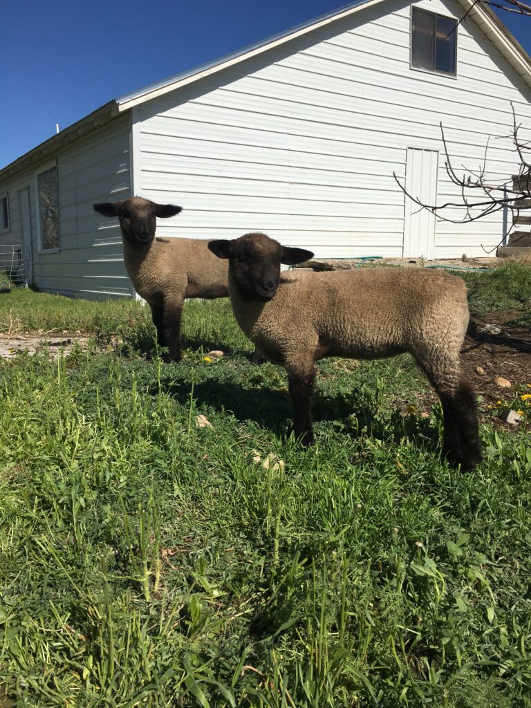 Two suffolk lambs standing on green grass in front of white barn building.